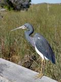 tricolor heron. on the rail