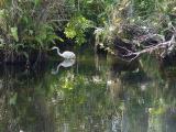 great egret.  big cypress preserve