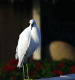 snowy egret. on the rail