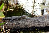 juvenile alligator. on a log