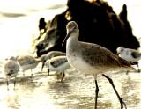 willet. looking at you