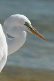 great egret portrait. number two