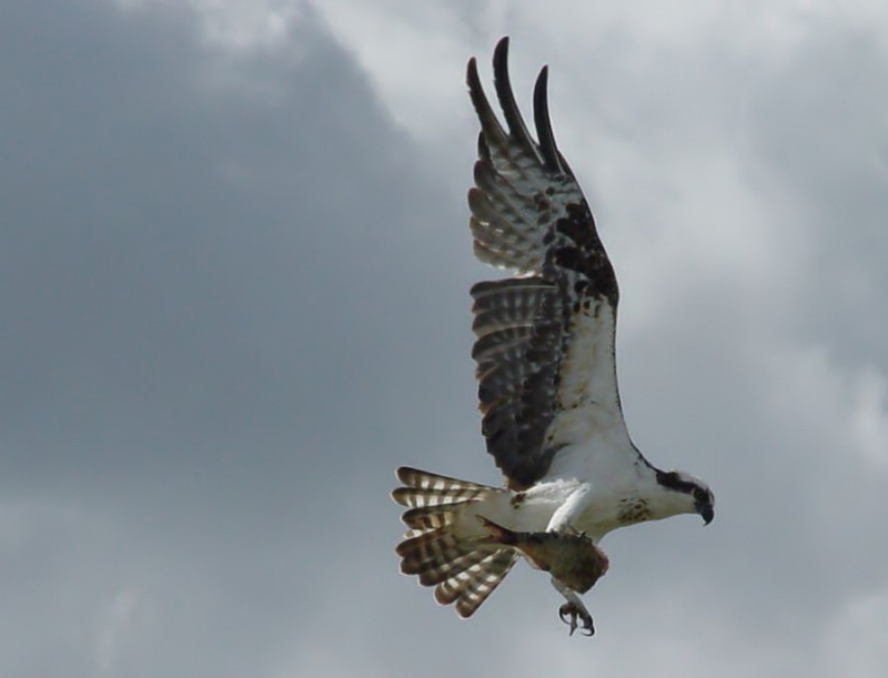 osprey. with fish