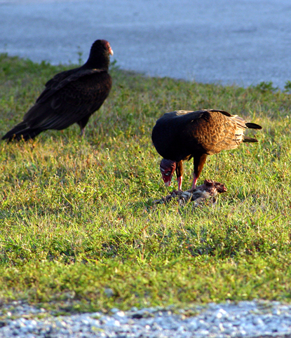 turkey vulture. with dinner