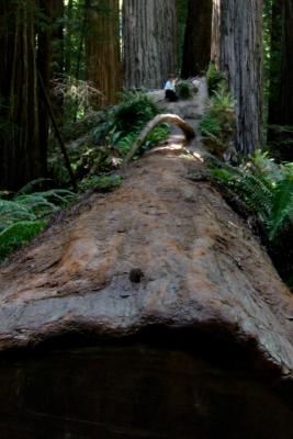 stoutgrove