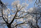 LookingUp.jpg