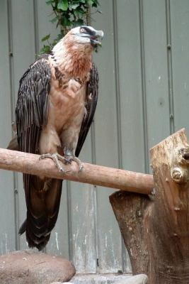 Lammergeier