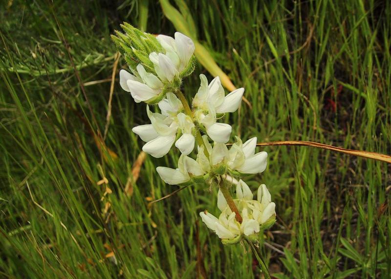 013_White `kLupine_57`0104281336.JPG