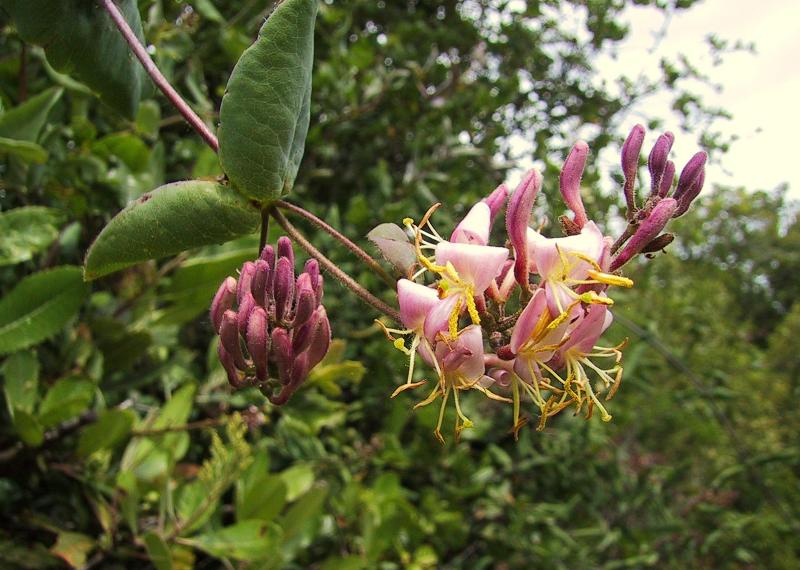 015_Honeysuckle_67`0104281351.JPG