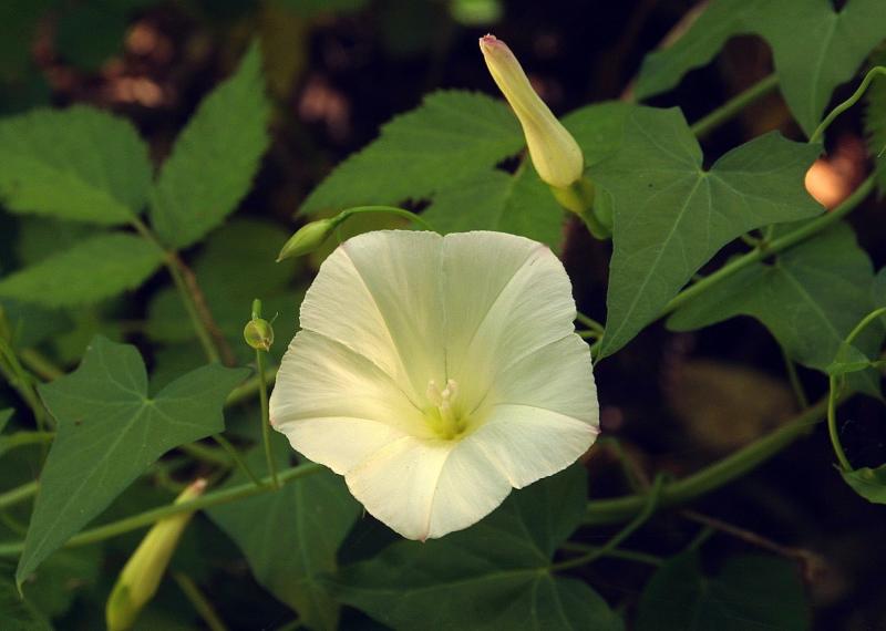 061_Morning Glory_8358`0206071615.JPG