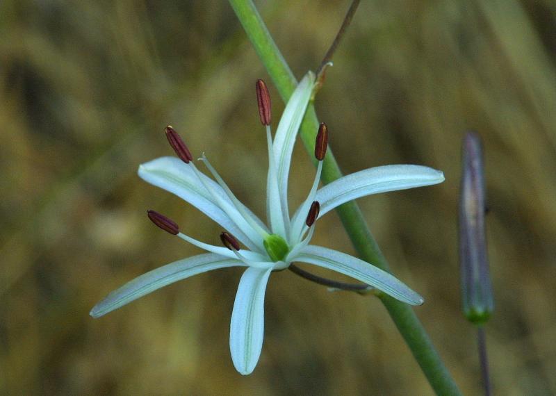 067_Soap Lily_8429`0206071700.JPG