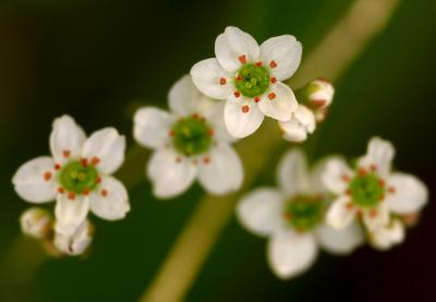 074_Saxifrage_5283 adjd`0302221345.jpg