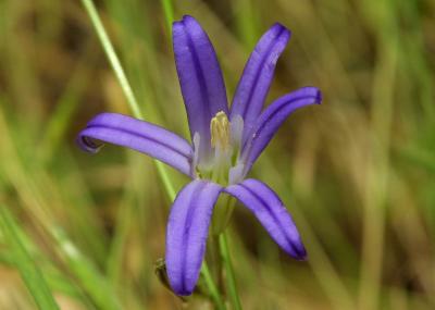 086_Elegant Brodiaea_LX28158-0060.JPG