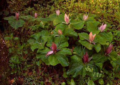 128_Several Giant Trillium by service road_6976`0403140902.JPG