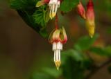 027_Gooseberry blossom close up_2940`0202181349.JPG