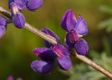 069_lupine_5020 adjd`0302220814.jpg