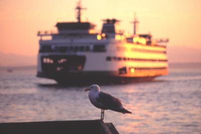 SEAGULL AND FERRY