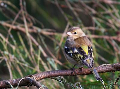 Chaffinch