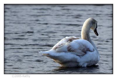 Juvenile Mute Swan.jpg