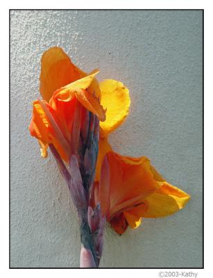 u40/kathy0000/medium/39324593.CallaLily.jpg