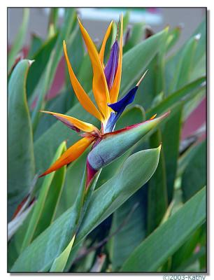 Bird of Paradise.jpg