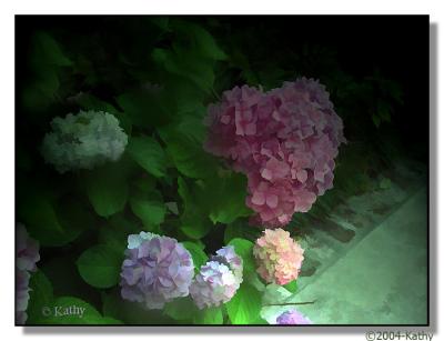 u40/kathy0000/medium/39376534.Hydrangeas.jpg
