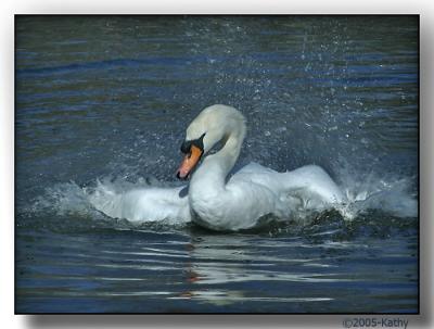 Mute Swan Bathing.jpg