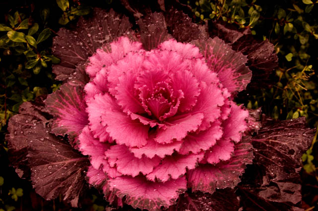 Cabbage Kale
