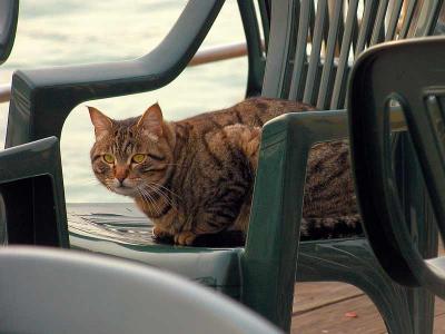 u40/katnphil/medium/25972479.Venicegatto.jpg