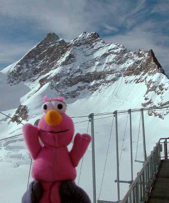 u40/katnphil/medium/25972652.TellyattheJungfrau.jpg