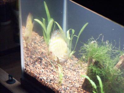 u40/kdh51/medium/25986334.discus_side.jpg