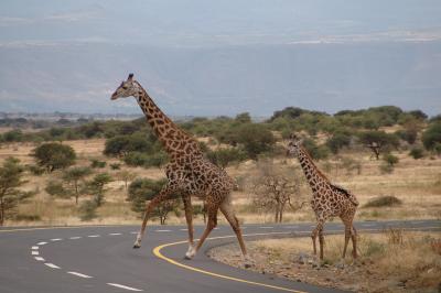 Giraffes / Giraffen