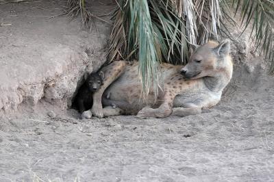 Hyena with cub / Hyena met jong