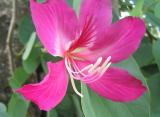 bauhinia blakeana.jpg