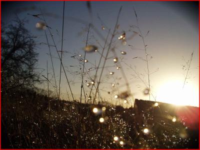 Dew on grass into the sun.