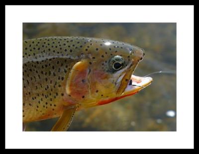 cutthroat trout