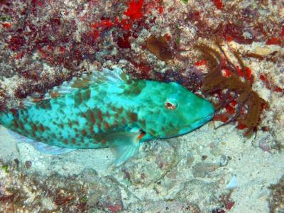 Parrot Fish