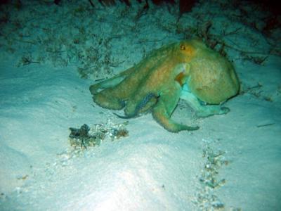 My first octopus
