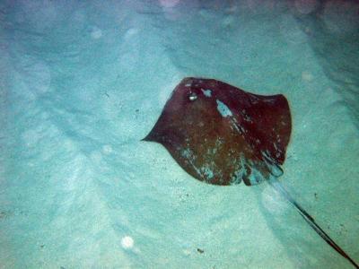 Stingray