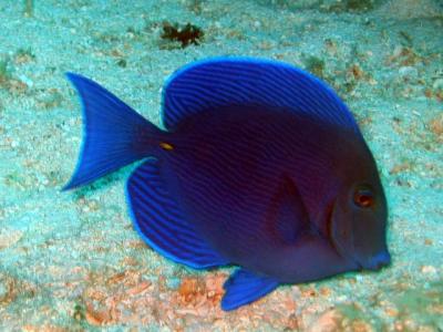 Blue Tang