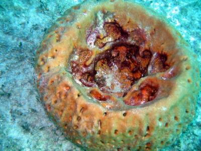 Barrel Sponge, looking into the barrel