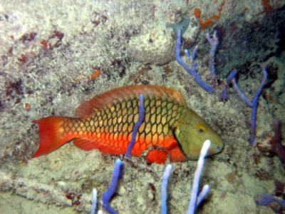 Snoozing Parrot Fish