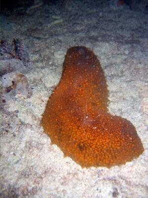 Sea cucumber