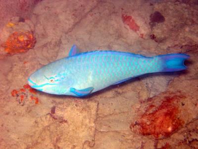 Parrot Fish