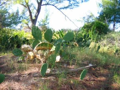 This was the first place I have been where cacti grow wild.  The folks from Arizona got a chuckle out of this!!