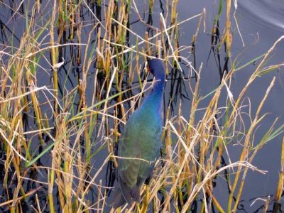 A bird (I can't remember the name)