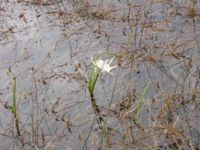 A lily