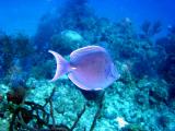 Blue Tang (a.k.a. Dory from Finding Nemo)