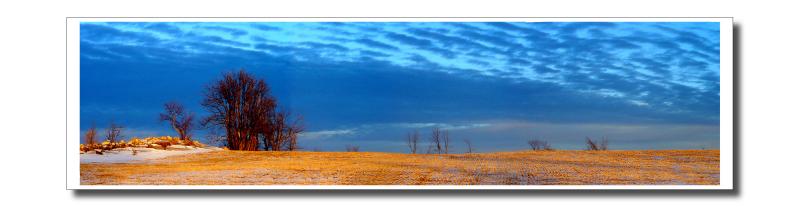 Yellow Field