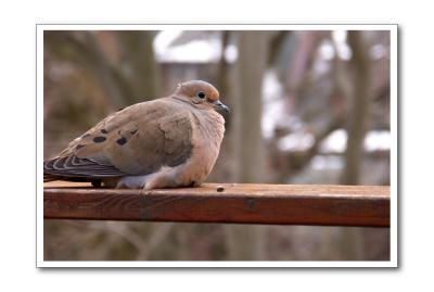 u40/klaudio/medium/26378153.Bird2.jpg